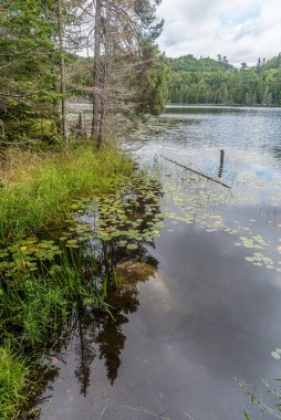 Yazın Maskoka, Kanada 'da Orman Gölü