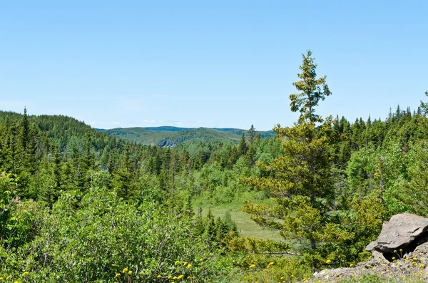 Lesní Krajina Newfoundlandu Kanada Létě — Stock fotografie