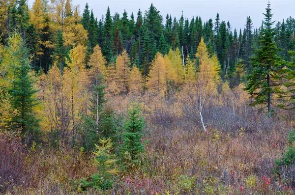Floresta Norte Ontário Outono — Fotografia de Stock