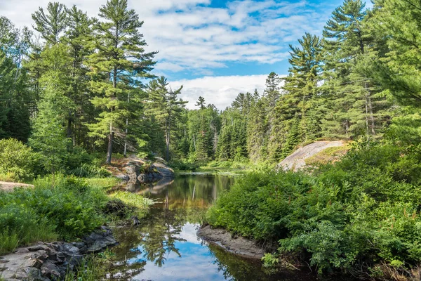 Bosmeer Zomer Het Grundy Lake Park Zwitserland — Stockfoto