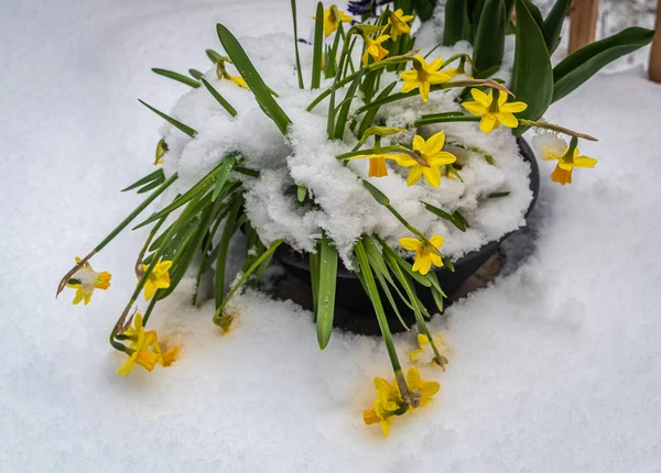 Ramo Flores Amarillas Azules Bajo Nieve Día Primavera —  Fotos de Stock