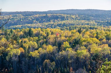 Algonquin parkındaki sonbahar ağaçları. Ontario, Kanada