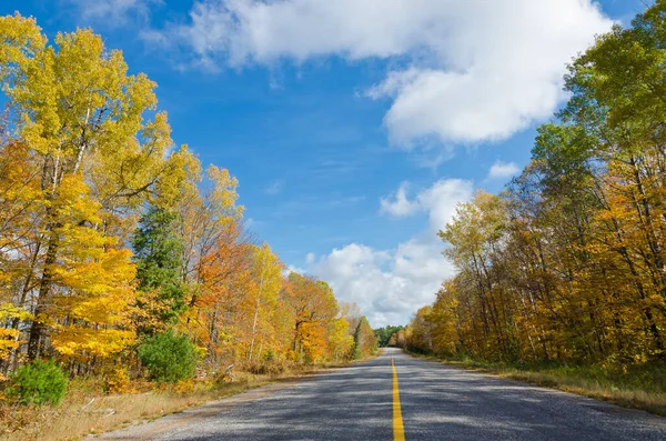 Tombe Arbres Colorés Dans Parc Ontario Canada — Photo