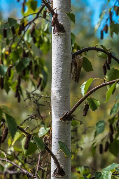 White Birch Trunk Leaves Fall Sunny Day — Stock Photo, Image