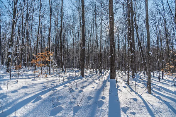 Alberi Terreno Sotto Neve Nella Soleggiata Giornata Invernale — Foto Stock