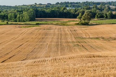 Sonbaharda mavi gökyüzünün altında Ontario, Kanada 'da beyaz bulutlu sarı tarla