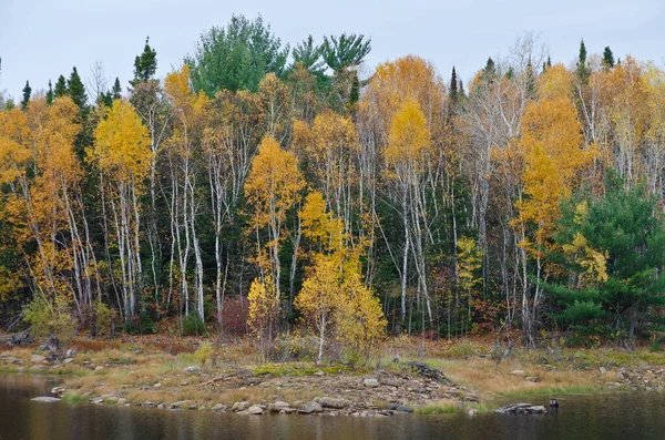 Forêt Nord Ontario Automne — Photo