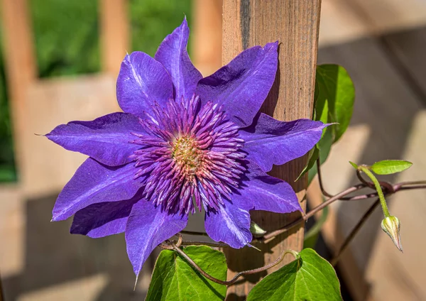 Blue Clematis Sunny Day Wood Background — Stock Photo, Image