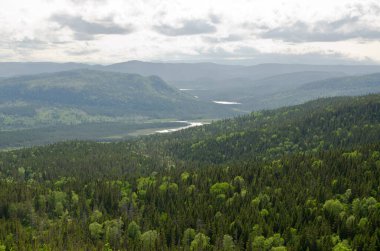 Gros Morne Ulusal Parkı 'ndaki Spruce Ormanı