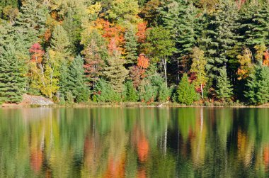 Killarney Park, Kanada 'da Orman Gölü' nün üzerinde gün doğumu