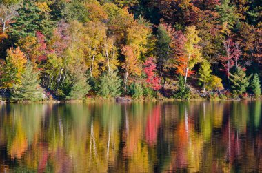 Killarney Park, Kanada 'da Orman Gölü' nün üzerinde gün doğumu