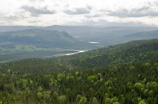 Spruce Forest Gros Morne National Park — Stock Photo, Image