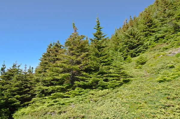 Árvores Abeto Abeto Dia Ensolarado Terra Nova — Fotografia de Stock