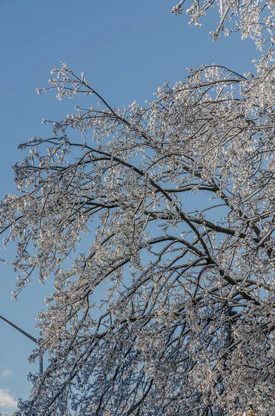 Twigs Van Boom Ingekapseld Ijs Een Ijzel Regen Storm — Stockfoto