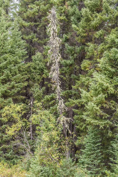 Paisaje Con Bosque Norte Ontario Canadá — Foto de Stock