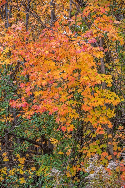 Деревья Листья Лесах Канады Осенью — стоковое фото