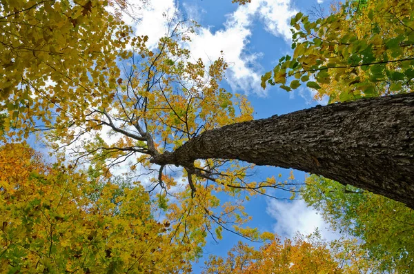 Fallen Bunte Bäume Killarney Park Ontario Kanada — Stockfoto