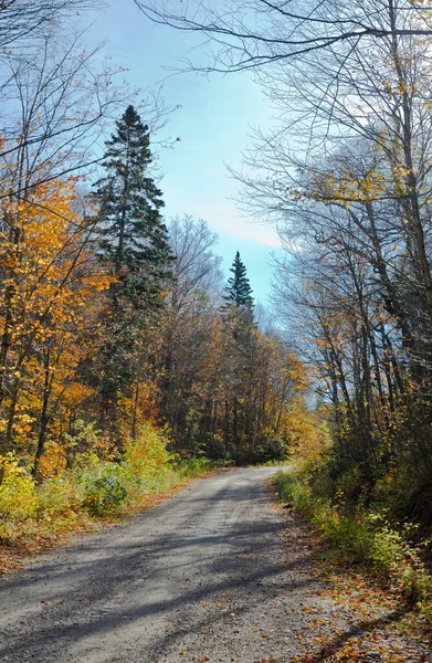 Caen Árboles Coloridos Parque Ontario Canadá — Foto de Stock