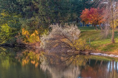 Sonbaharda göletin yanındaki renkli ağaçlar. Markham, Kanada