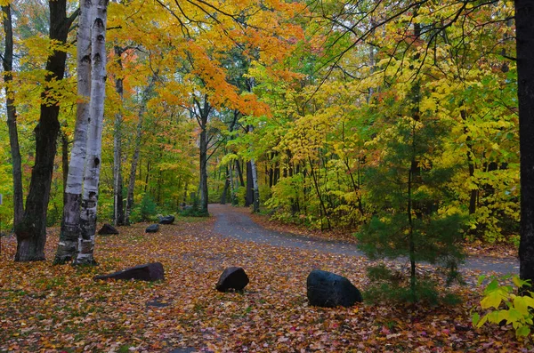 Πολύχρωμα Δέντρα Στο Killarney Park Φθινόπωρο Καναδάς — Φωτογραφία Αρχείου