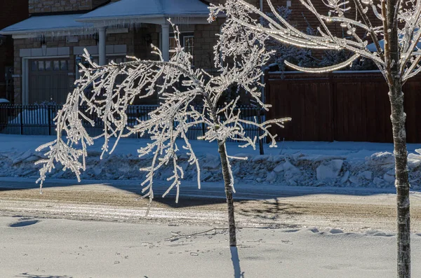 Alberi Strade Della Città Canadese Dopo Una Tempesta Pioggia Gelida — Foto Stock