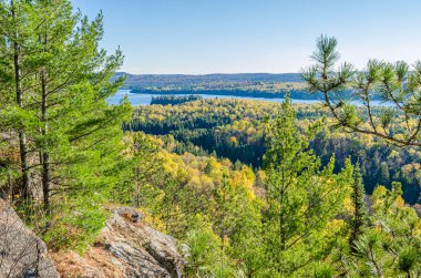 Algonquin parkındaki sonbahar ağaçları. Ontario, Kanada