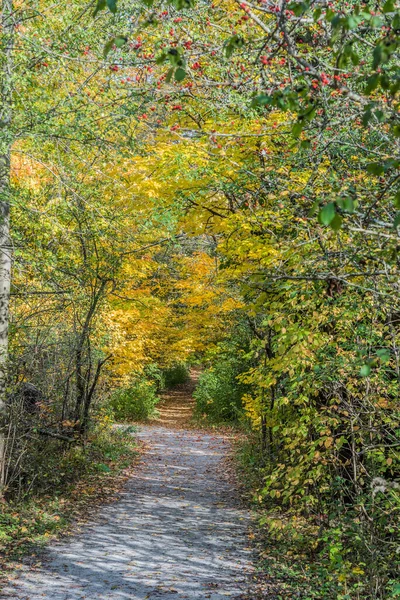 Park Herfst Buurt Van Toronto Canada — Stockfoto