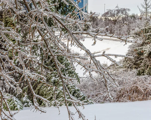 Twigs Tree Encased Ice Freezing Rain Storm — Stock Photo, Image