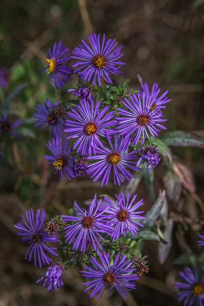 Flores Silvestres Roxas New England Aster Symphyotrichum Novae Angliae Inglês — Fotografia de Stock