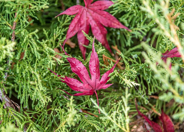 Autumn leaves of japanese maple on green branch at autumn