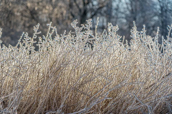 Dry Grass Blades Encased Ice Freezing Rain Storm — Stock Photo, Image