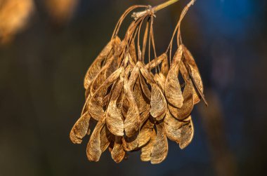 Sonbahar mevsiminde bir dala asılmış kuru akçaağaç tohumları. Yakın plan.