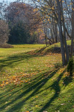 Sonbaharda ağaçlar. Richmond Tepesi, Kanada