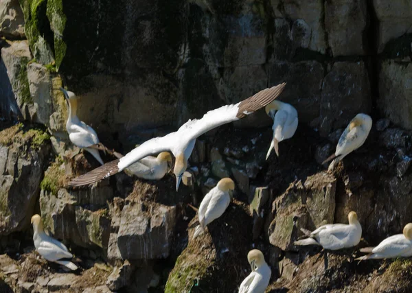 Basstölpel Flug Über Den Felsen — Stockfoto