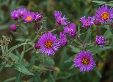 Purple wild flowers. New England Aster. Symphyotrichum Novae-Angliae. Aster Novae-Angliae. clipart