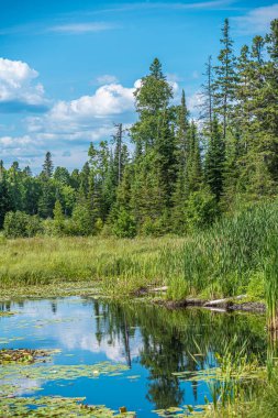 Yaz mevsiminde Forest Gölü. Grundy Lake Parkı. Kanada