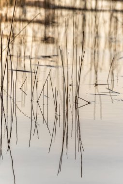 Yaz mevsiminde orman gölünde su bitkileri. Grundy Lake Parkı. Kanada