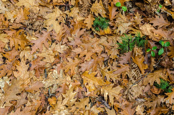 Queda Árvores Coloridas Parque Killarney Ontário Canadá — Fotografia de Stock