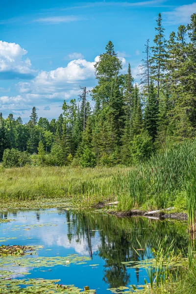 Yaz Mevsiminde Forest Gölü Grundy Lake Parkı Kanada — Stok fotoğraf