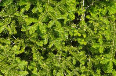 Newfoundland 'da güneşli bir günde ladin ve köknar ağaçları