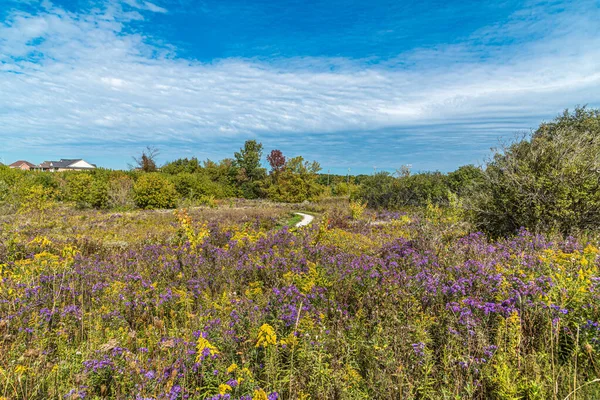 Paarse Wilde Bloemen New England Aster Symphyotrichum Novae Angliae Aster — Stockfoto