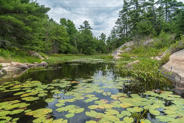 Lac Forestier Été Muskoka Canada — Photo