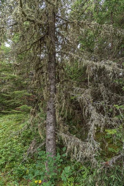 Bagagliaio Brunch Abete Rosso Nel Bosco — Foto Stock