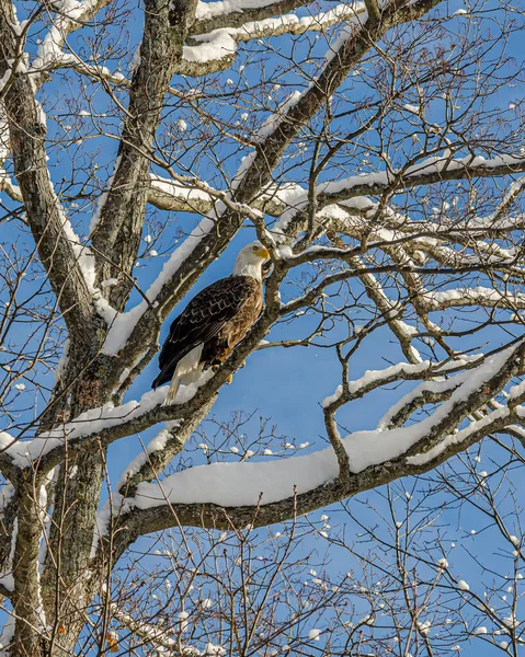 Bald Eagle Sitting Tree Blue Sky Background — Stock Photo, Image