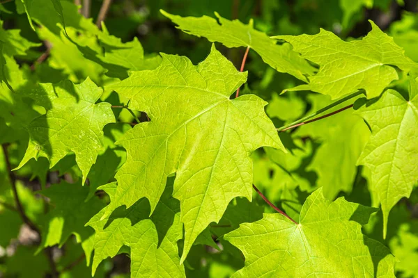 Gröna Lönnlöv Våren Kanadensisk Skog — Stockfoto