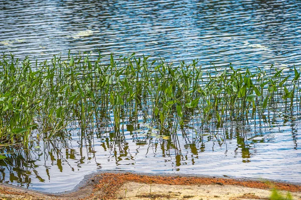 Lago Del Bosque Verano Grundy Lake Park Canadá —  Fotos de Stock