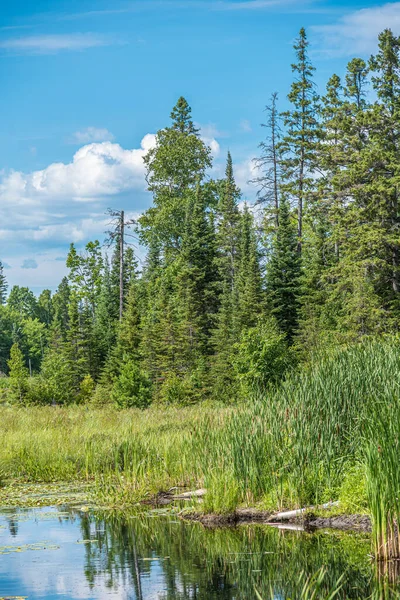 Floresta Lago Hora Verão Grundy Lake Park Canadá — Fotografia de Stock