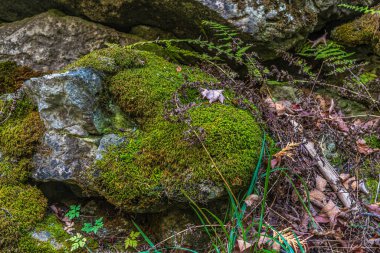 Toronto, Kanada 'da sonbahar zamanı