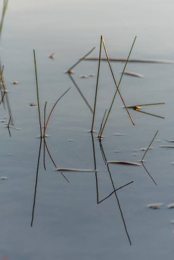 Yaz mevsiminde orman gölünde su bitkileri. Grundy Lake Parkı. Kanada