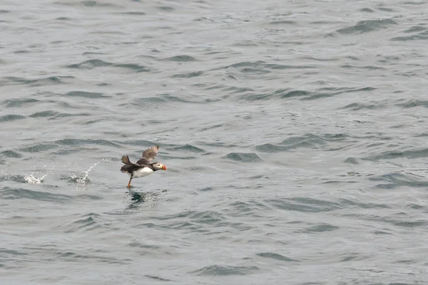 Puffin Repül Partjainál Fundland Kanada — Stock Fotó